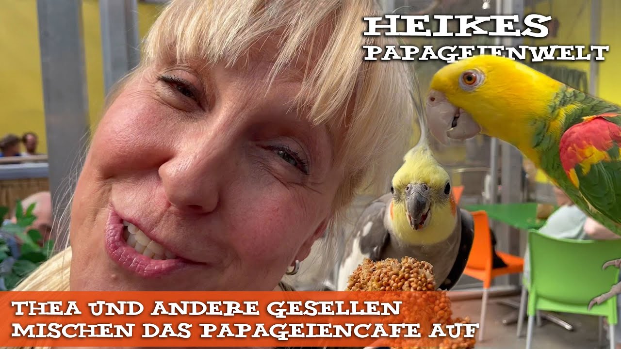 Randale im Papageien Cafe - Thea und andere Gesellen mischen das Papageiencafé auf...