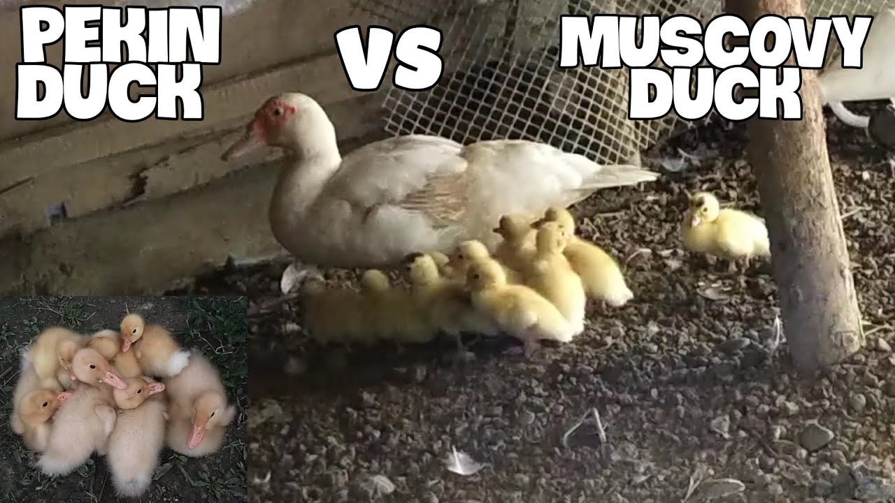 PEKIN DUCK VS MUSCOVY DUCK 🦆🦆🦆