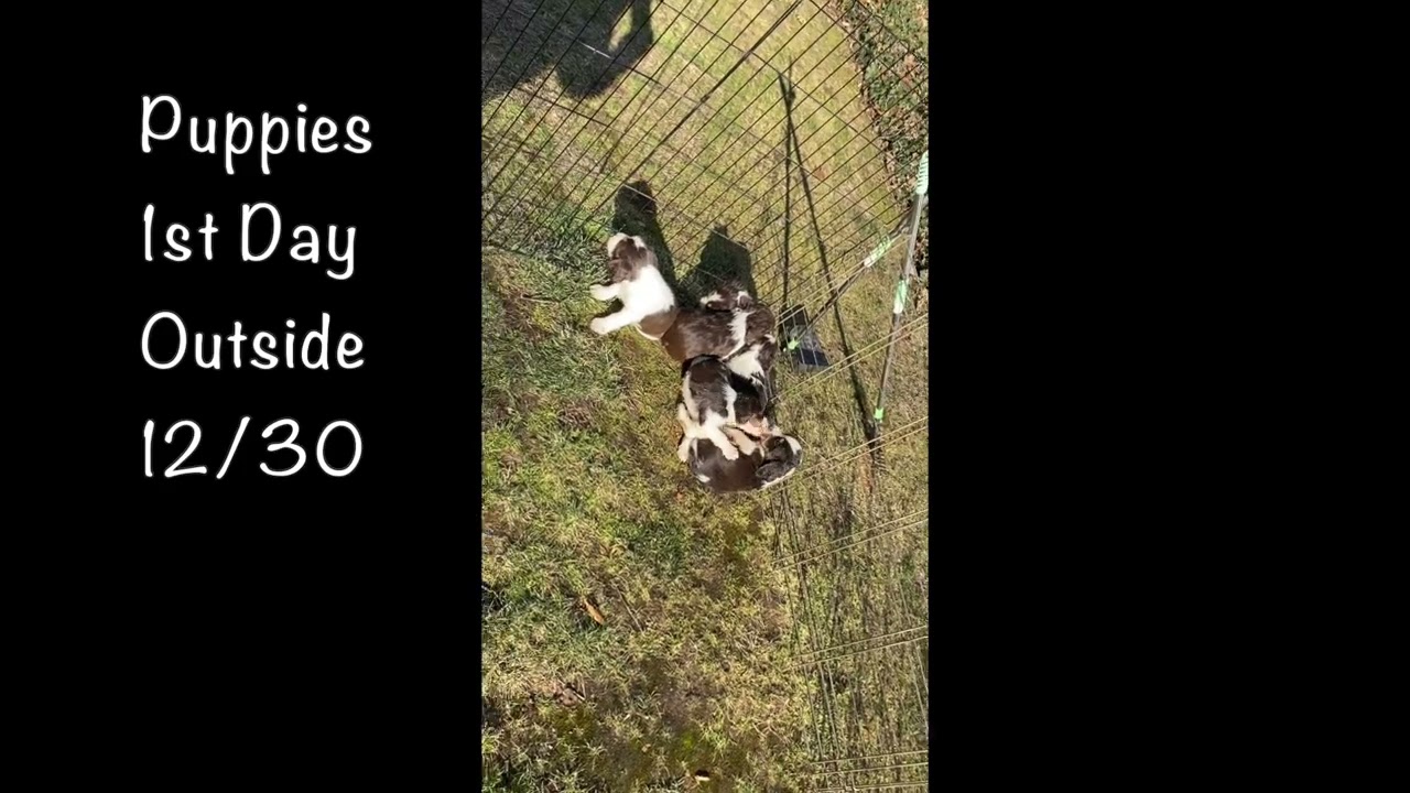 Puppies 1st Day Outside