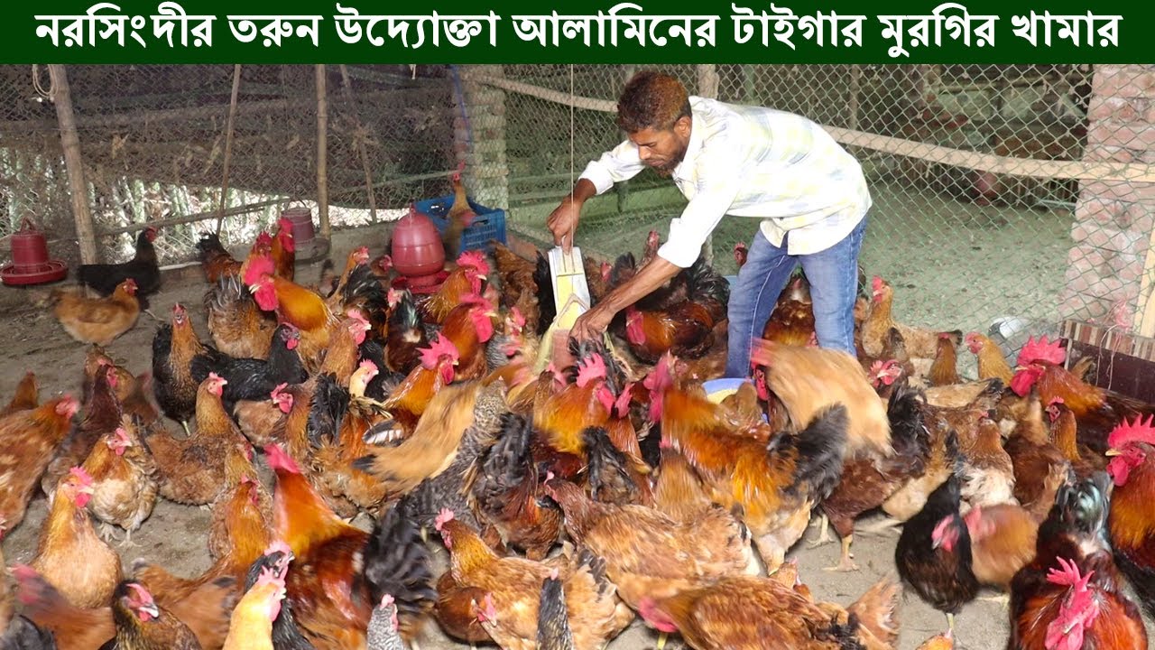 কাভার্ডভ্যান চালক আলামিন টাইগার মুরগির খামার করে সংসারে বাড়তি আয়ের সপ্ন দেখছেন।Tiger Morgi