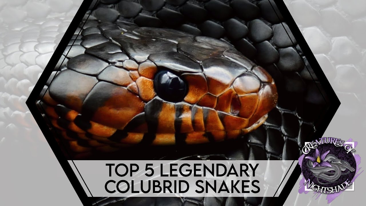 Top 5 Legendary Colubrid Snakes | Creatures of Nightshade