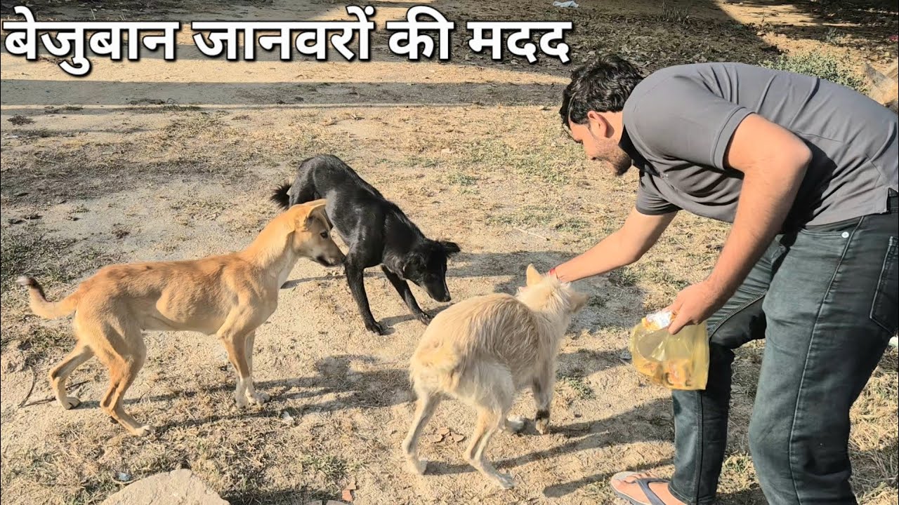 Helping Homeless Dogs - प्रेम की भाषा हर कोई समझता है।