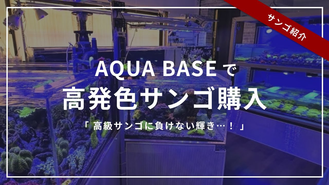 【海水水槽】AQUA BASEさんでサンゴ購入しました！