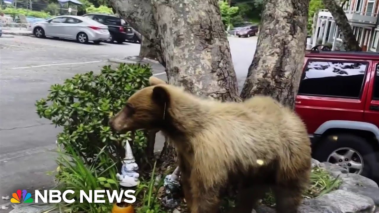 Black bear encounters on the rise in California