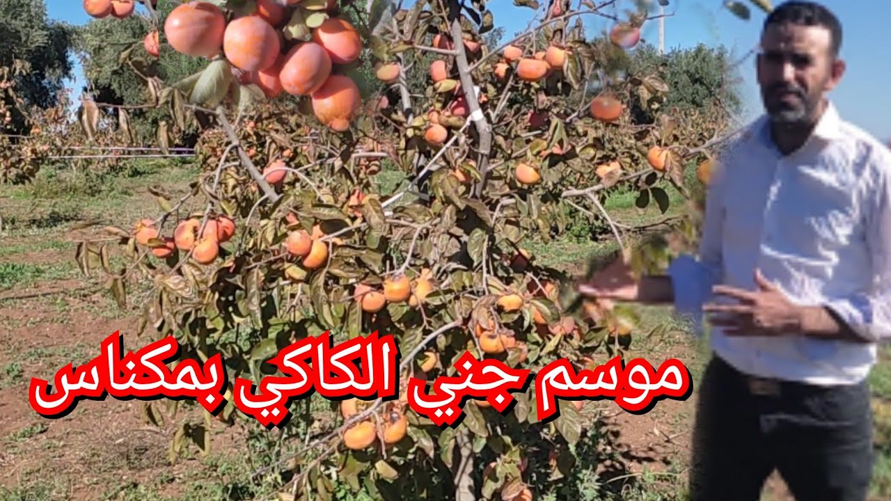 الكاكي نوع (الشارون)صنف ممتاز يدخل منافسة سوق البذور الكاكي بمدينة مكناس