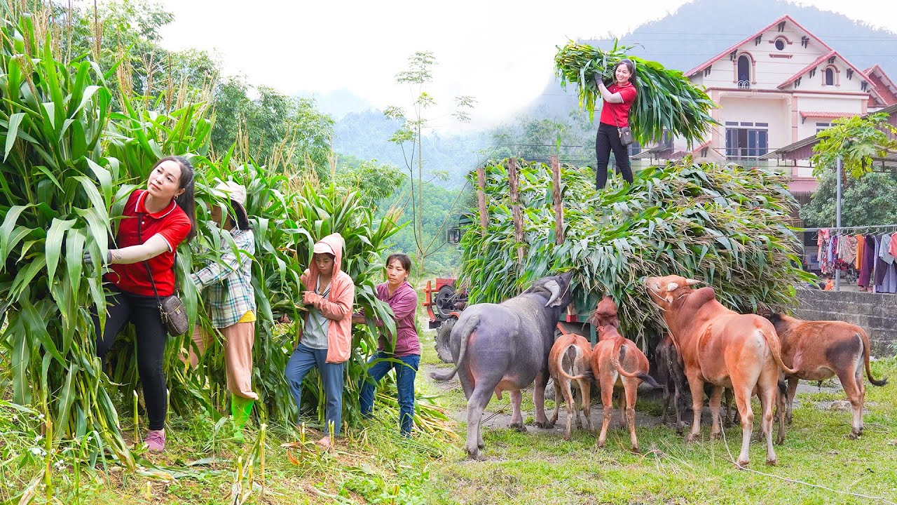 Harvest Corn and Use Trucks to Transport and Sell to Villagers as ANIMAL Feed - Daily Farm
