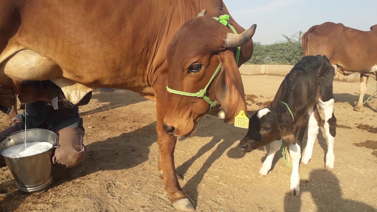 1 lactation gir cow sell 9587971879