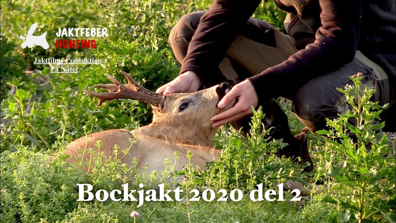"Den Magiska Bocken & Räven" (Jaktfeber Bockjakt 2020 Del 2)