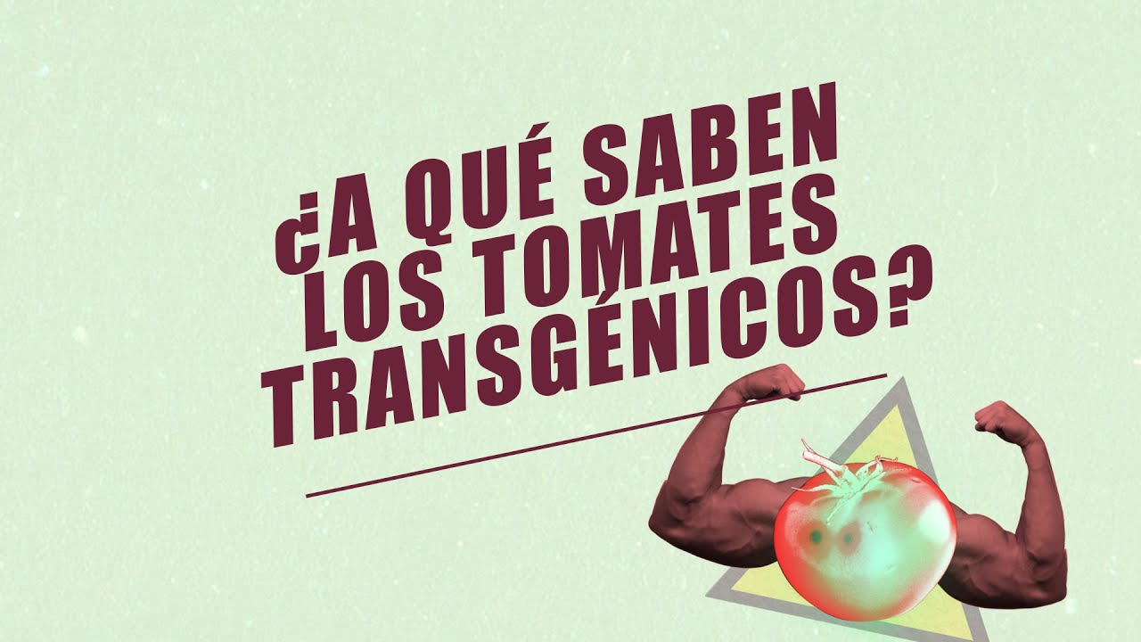 EL COMIDISTA | El buen sabor de los tomates transgénicos