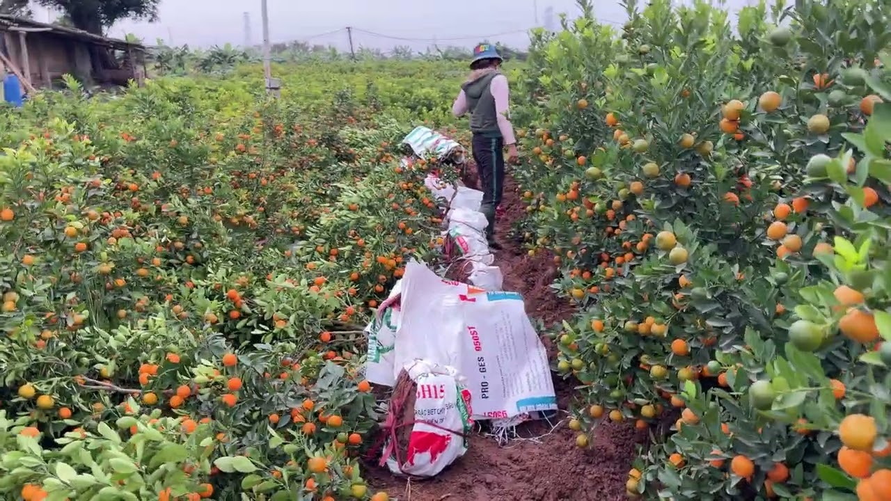 Đánh quất cuối năm. Lời chia sẻ chân thành!