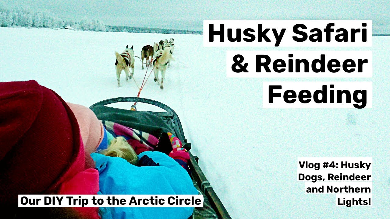 The Most Incredible Husky Safari and Reindeer Feeding in Lapland