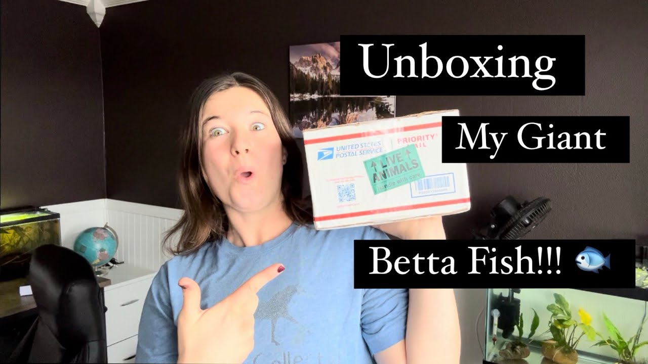 Unboxing my GIANT Koi Betta Fish!!