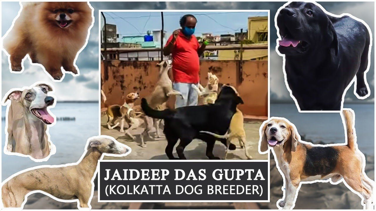 Jaideep Das Gupta | LABRADOR DOG KENNEL |Labrador,Whippet,Pomeranian,Beagel Scoobers