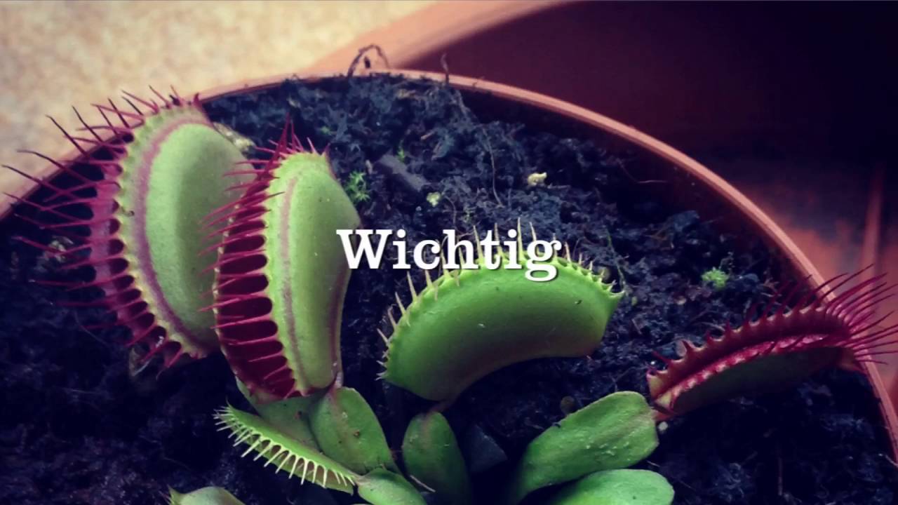 F&uuml;tterung! Fleischfressende Pflanze frisst Tier! | Karnico