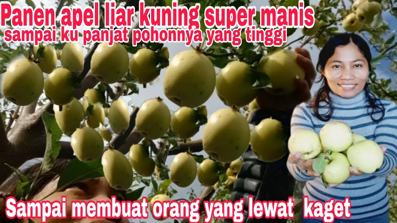 Panen apel liar kuning super manis rela manjat pohon tinggi demi si kuning ini, sampai di ketawain