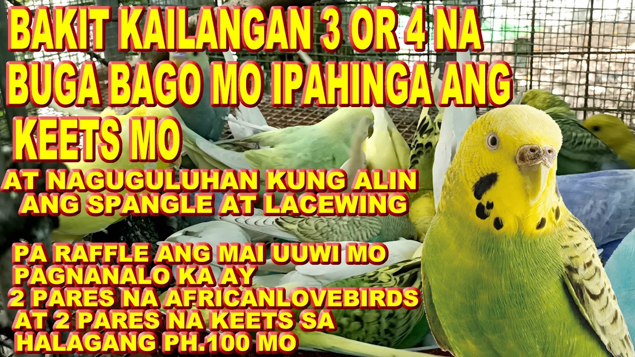 DAPAT 3 OR 4 NA BUGA BAGO MO IPAHINGA SA FLYCAGE ANG BREEDER MO LODS