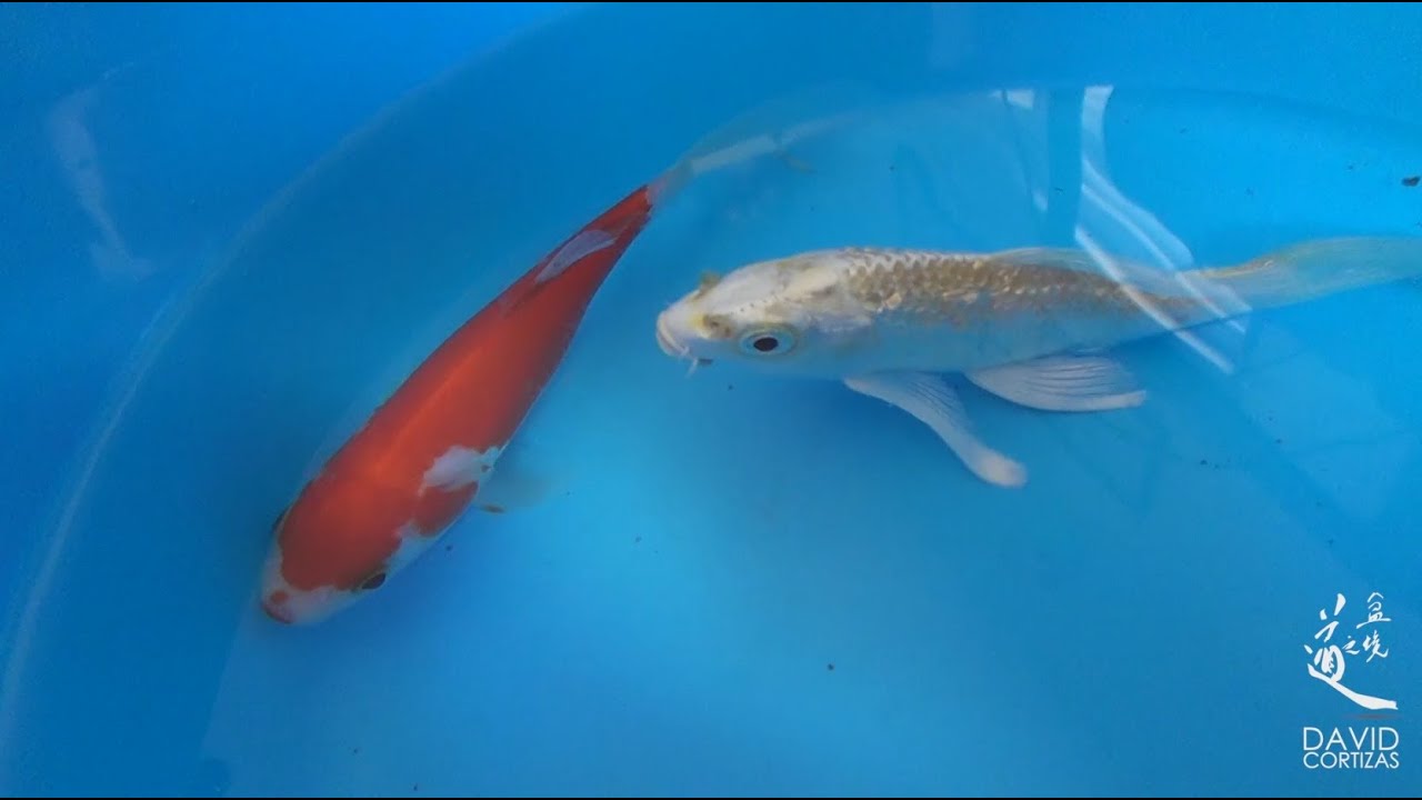 Koi de Pajarería vs Koi de Japón