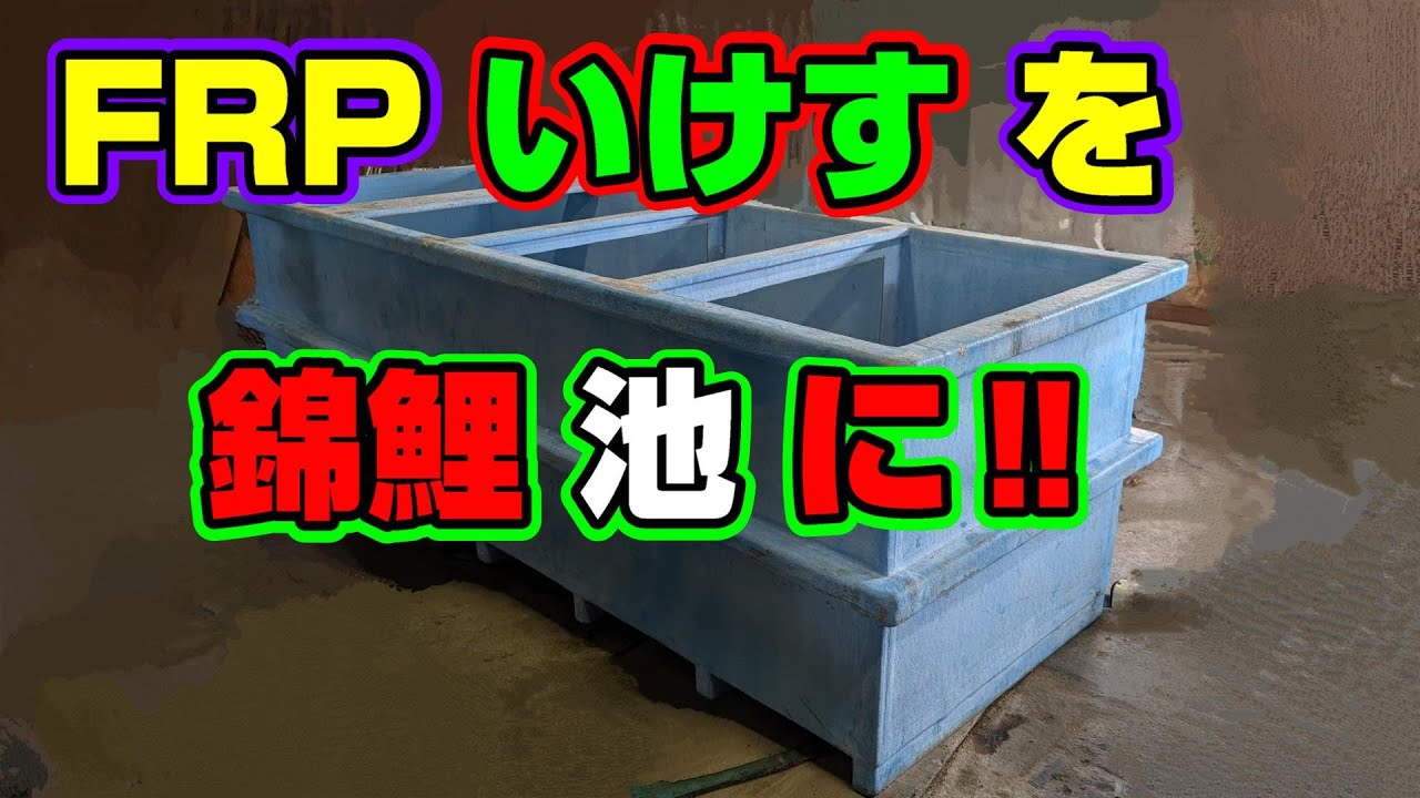 【汚池再生計画】FRP大型いけすを錦鯉飼育池に、補修作業スタート＃koipond#koi＃FRP池＃生け簀