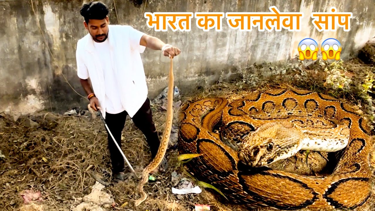 भारत का सबसे जहरीला सांप 😱😱most dengerous snake in the world 🌍 Russel viper snake