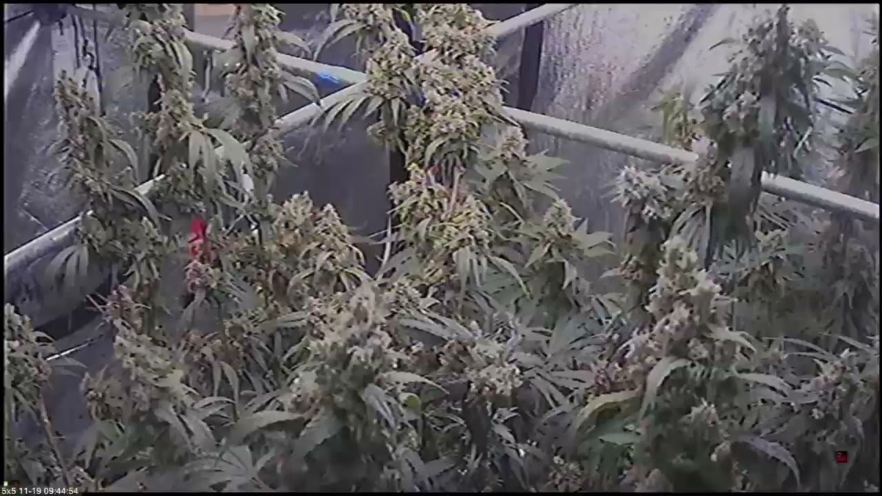 TIMELAPSE  - Wake and Bake Collection - Pure Breeding - 3 Cherries - 5x5 - flower