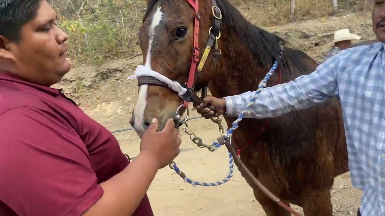 Carreras de caballos san Pedro Ocotlan