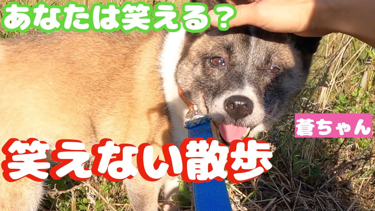 笑えない散歩を野犬蒼ちゃんと！最後はおまけの大吉ボス♪