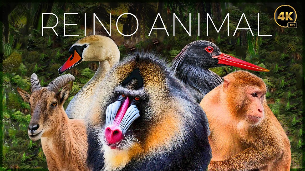 REINO ANIMAL: VIDA SALVAJE - EPISODIO 1 | DOCUMENTALE COMPLETO