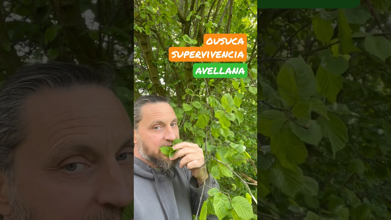 Uso del arbusto de avellana