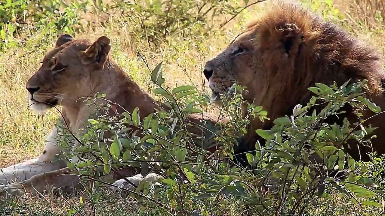 MALE LION TERRITORY TANKS! Male Lions That Fight For Territory, And Keep It! Kruger National Park!