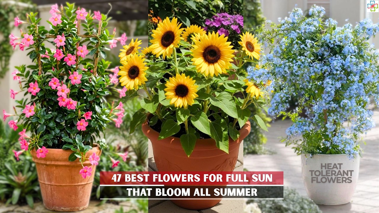 47 Best Flowers for Full Sun | Heat Tolerant Flowers for Containers #flowers #flower #container