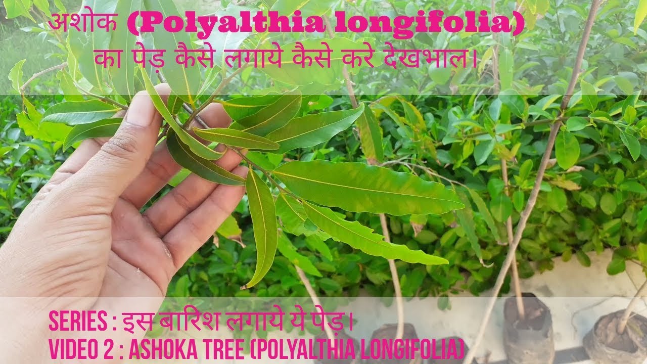 अशोक का पेड़ कैसे लगाये कैसे करें देखभाल।Ashoka Tree (Polyalthia longifolia) Plantation and care.