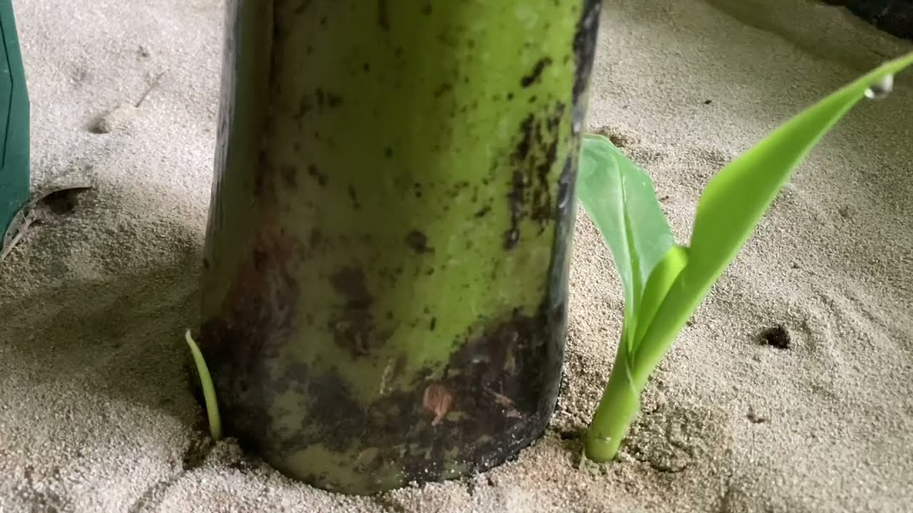Bananenplant van pups naar plant