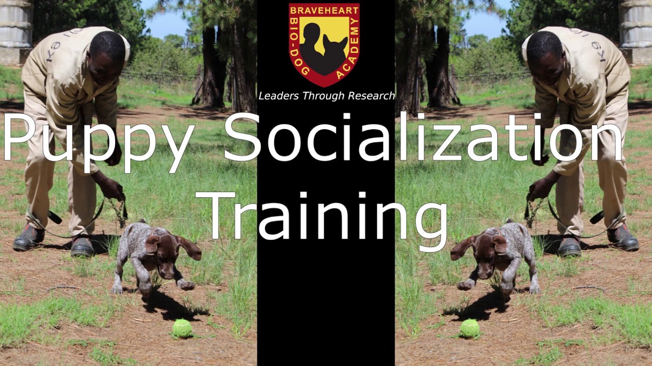 Puppy Socialization Training