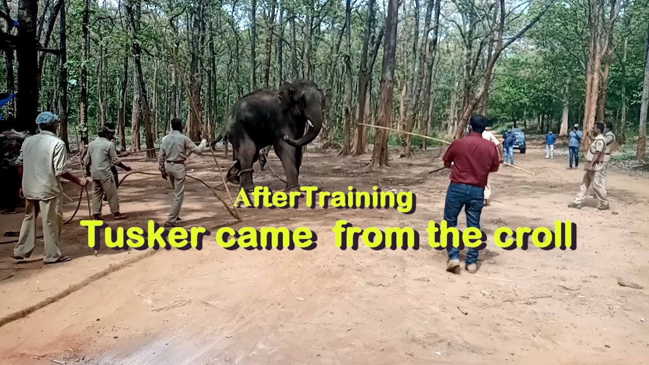 AFTER TRAINING TUSKER CAME FROM THE CROLL