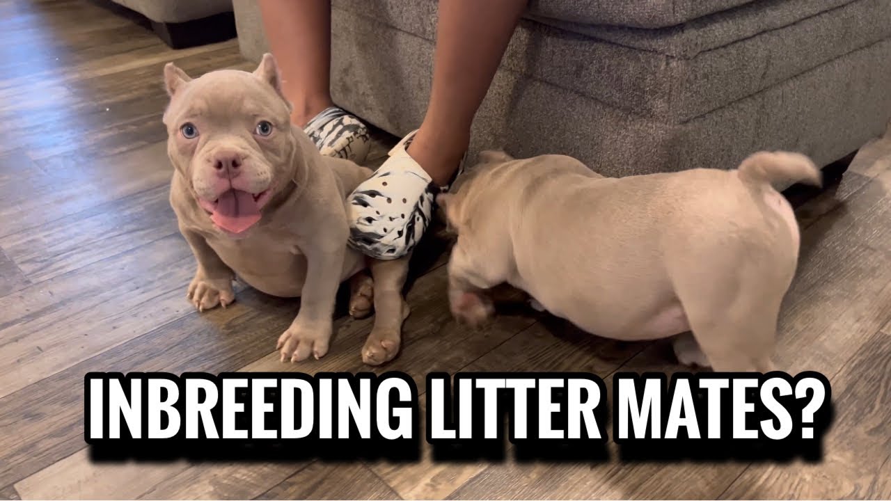 Can you INBREED LITTER MATES? 🤔