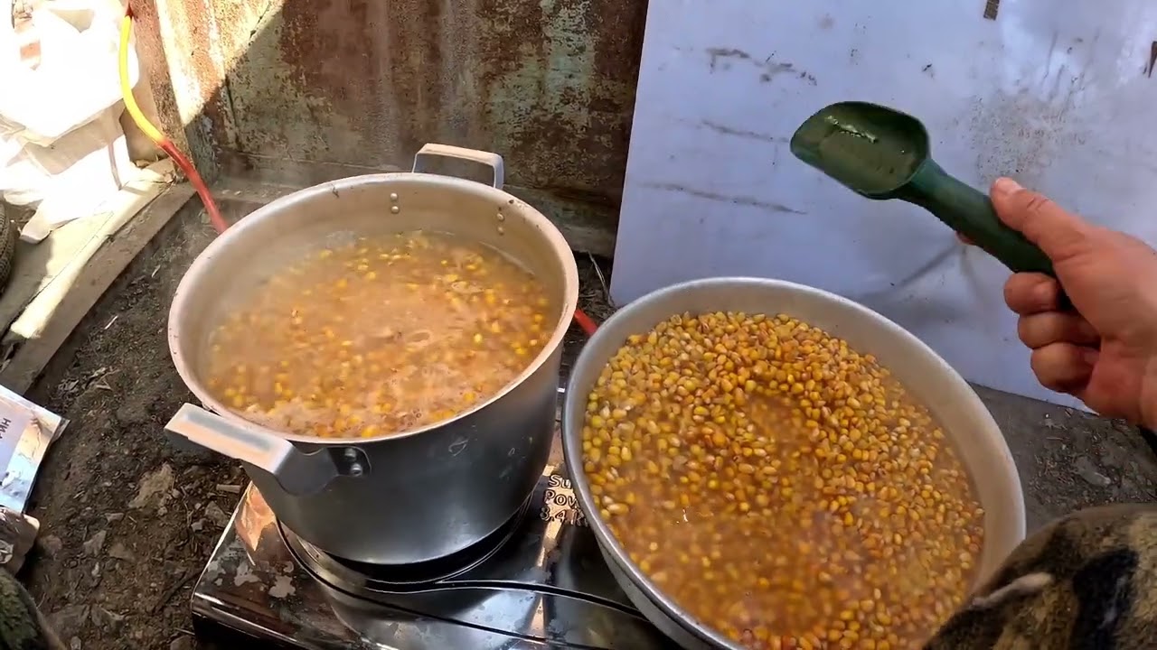 Технология приготовления кукурузы для карповых рыб,с бетаином и таурином