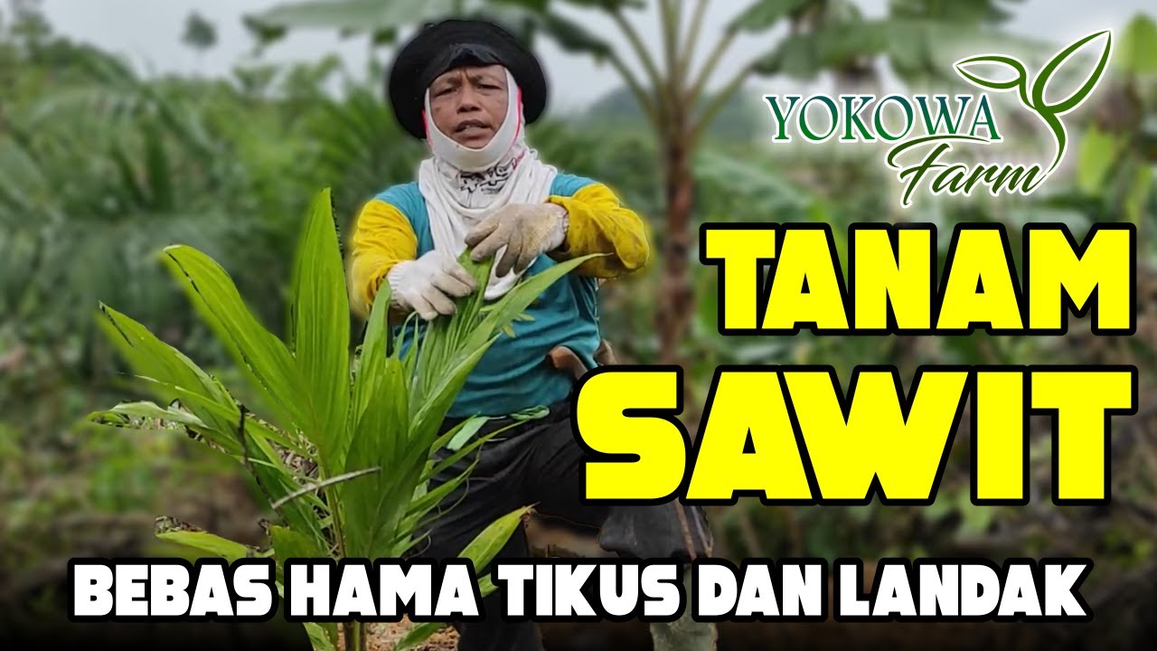 Tips & Trik menanam Sawit Bebas Hama Tikus dan Landak