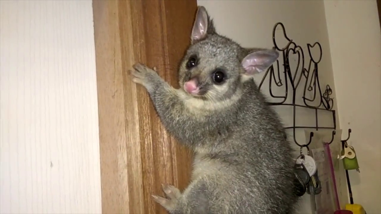 Possums in the House