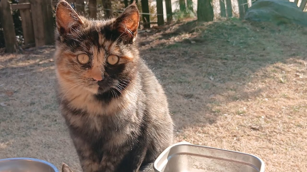 지지 자자 조조