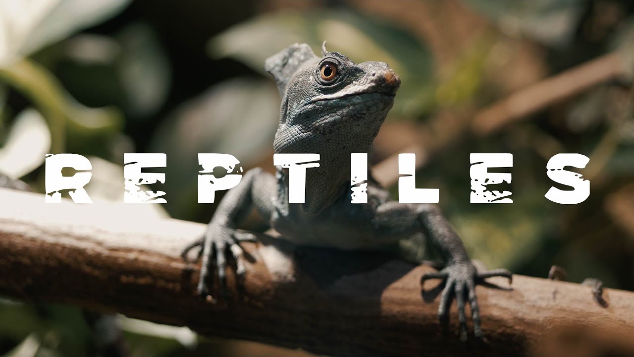 REPTILES | PANASONIC G85/80, 42.5mm F1.7