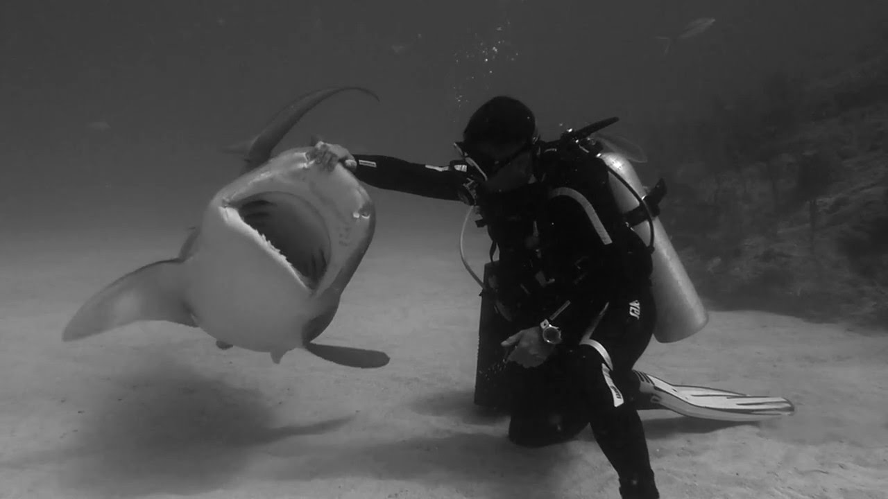 SHARKS TALES - BAHAMAS