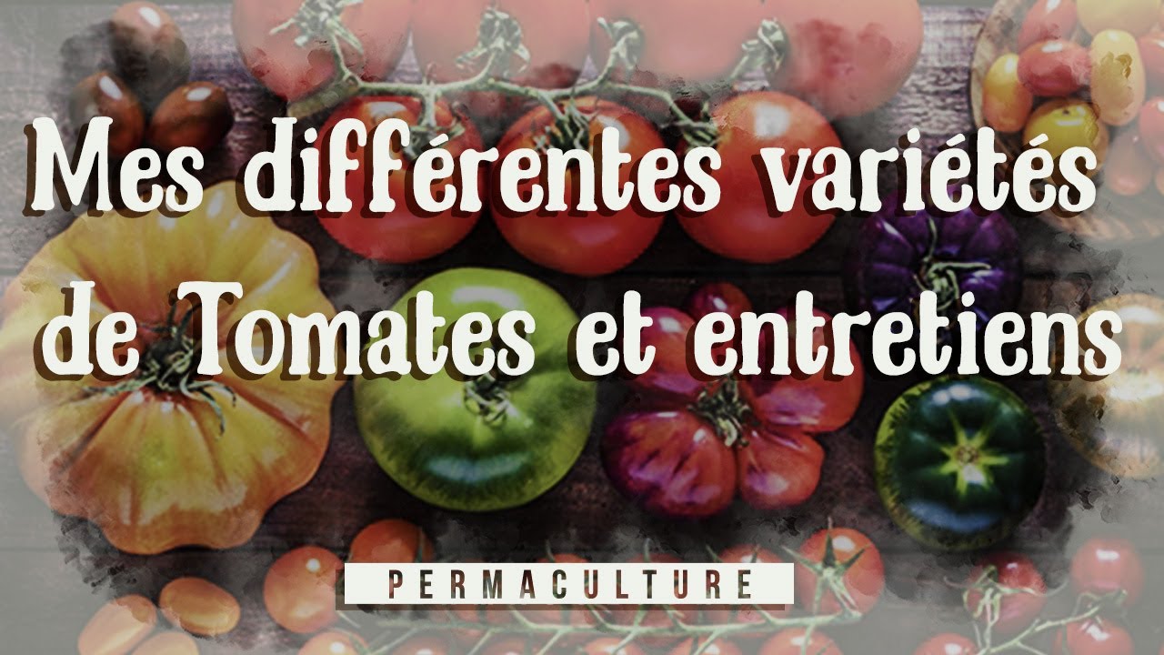 Mes meilleures variétés de Tomates et leurs Entretiens 🍅🍅🍅