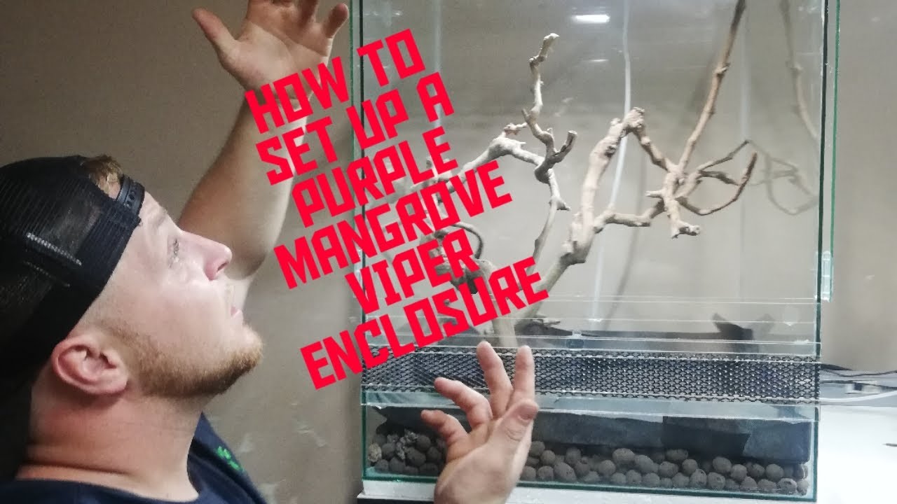 HOW TO SET UP A PURPLE MANGROVE VIPER