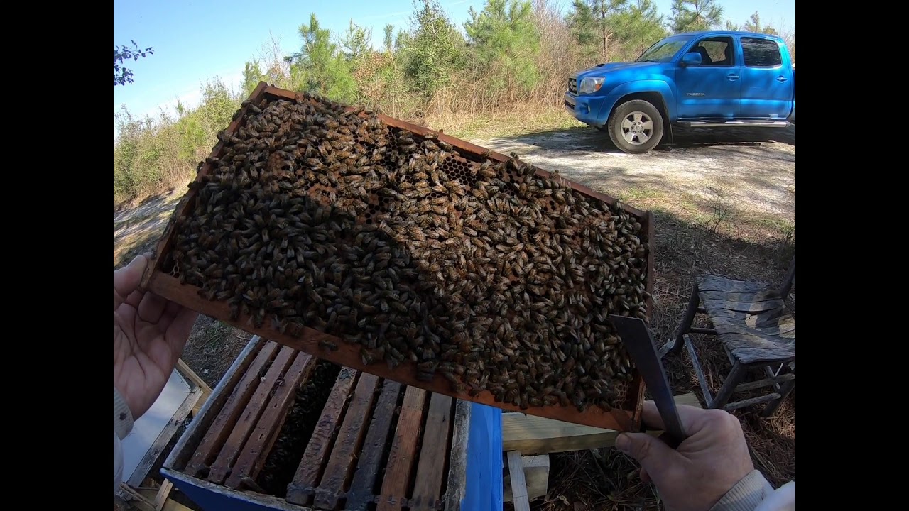 Eastern North Carolina Beekeeper/Farm life