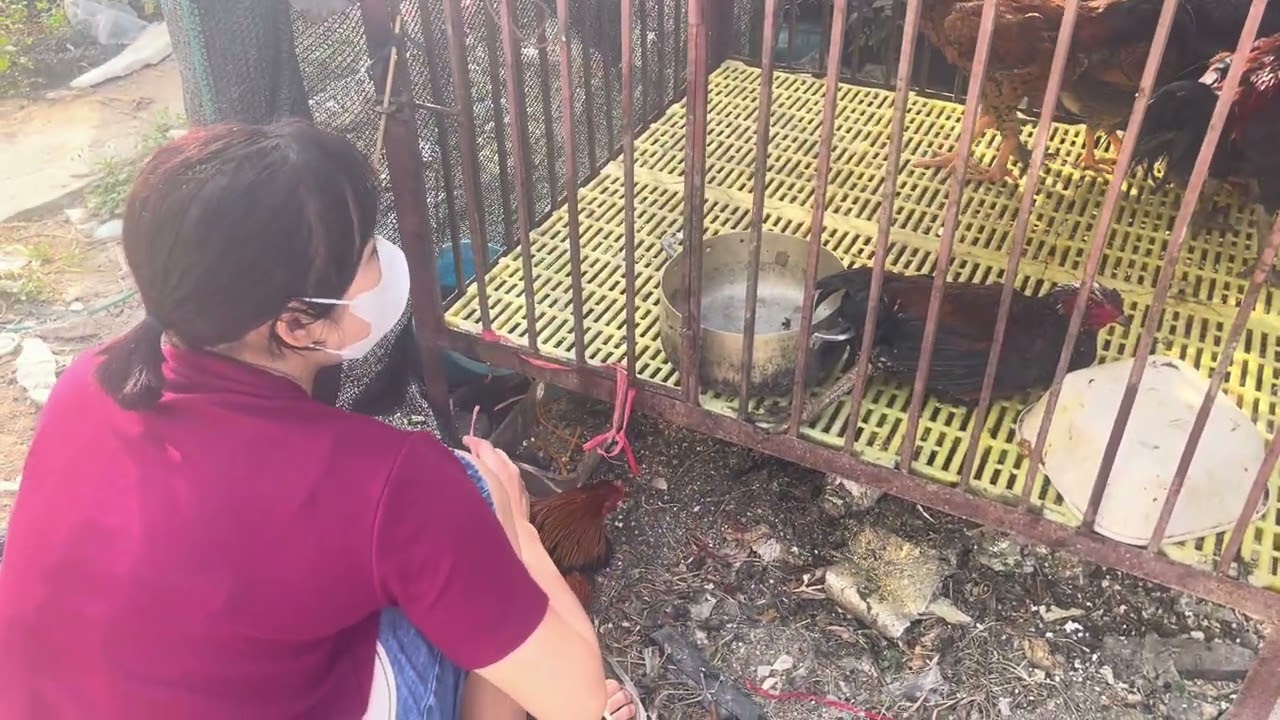 Bắt 2 con gà sang biếu ông nội