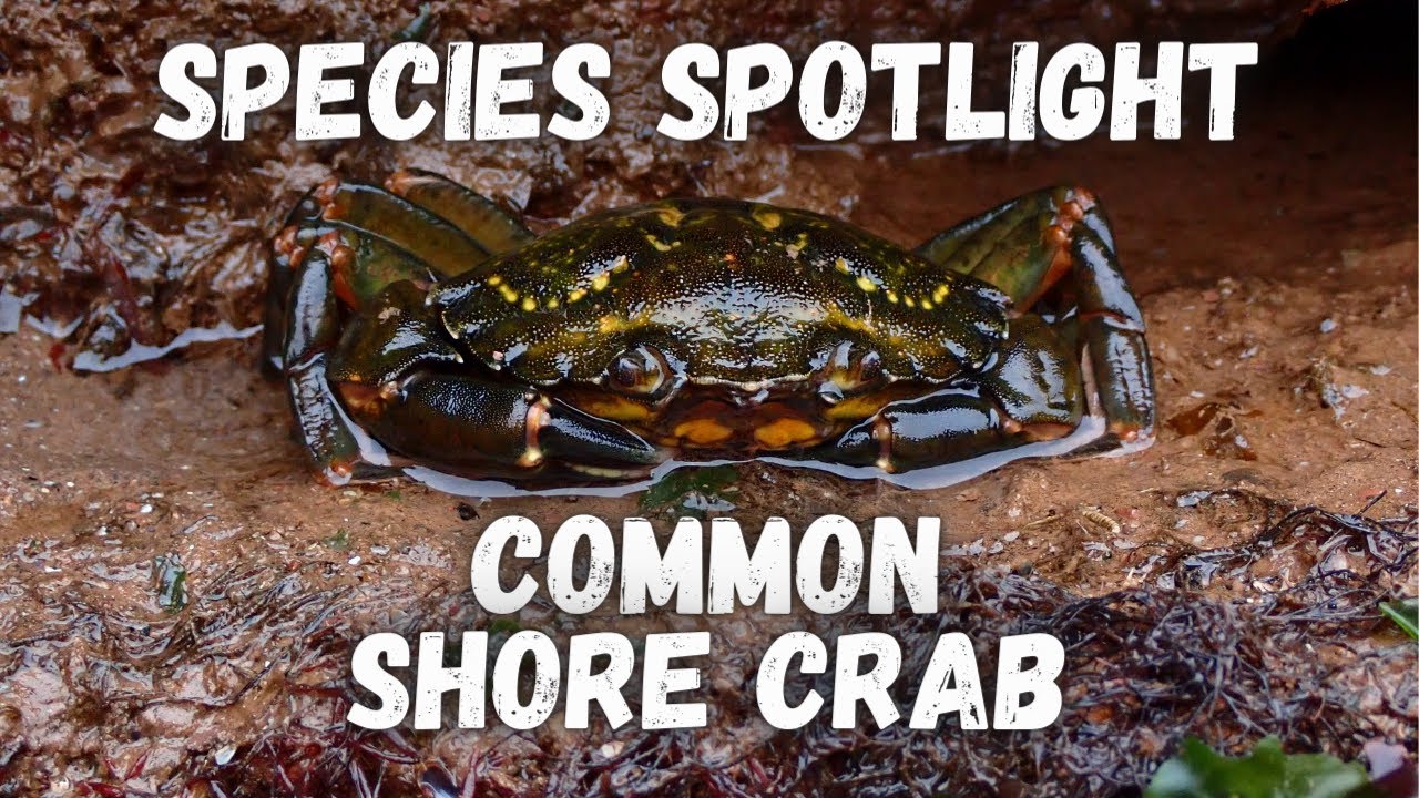 Species Spotlight - Common Shore Crab