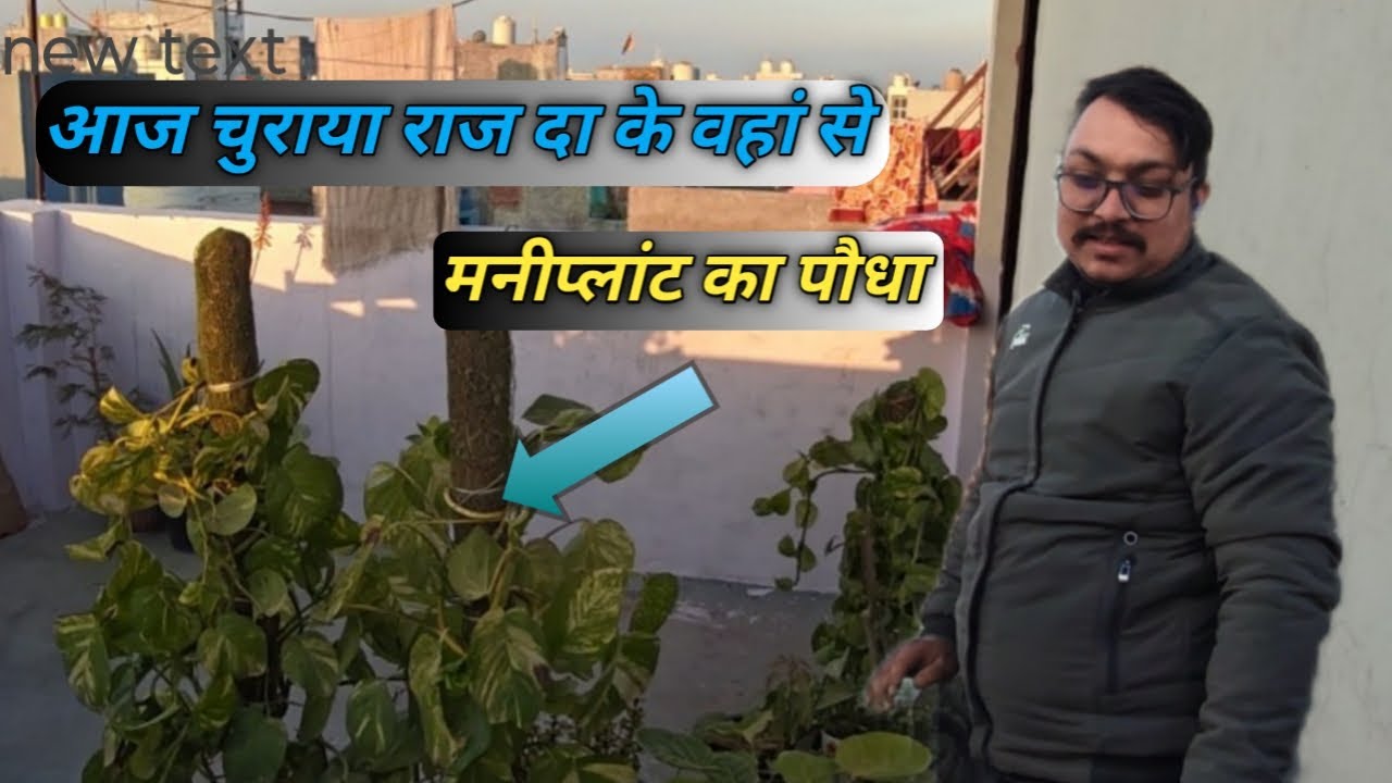 आज चुराया मनीप्लांट का पौधा 😉 Kammu_da पहाड़ी, Daily Vlogs