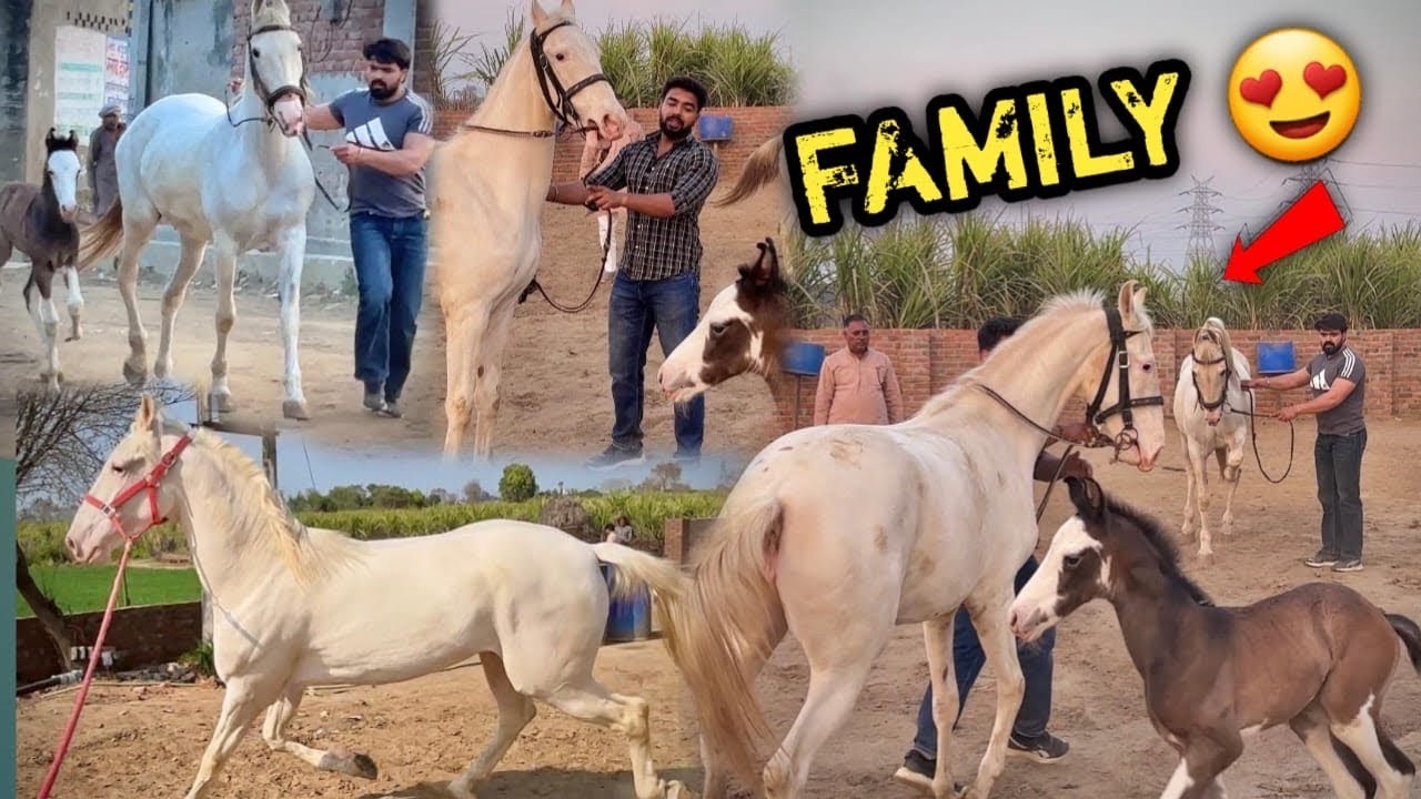 Click This Video To Meet This Great Mare All Family 🥰Mai Apsara Ke Baccho Se Hi Stable Bhar Raha Hu🤩
