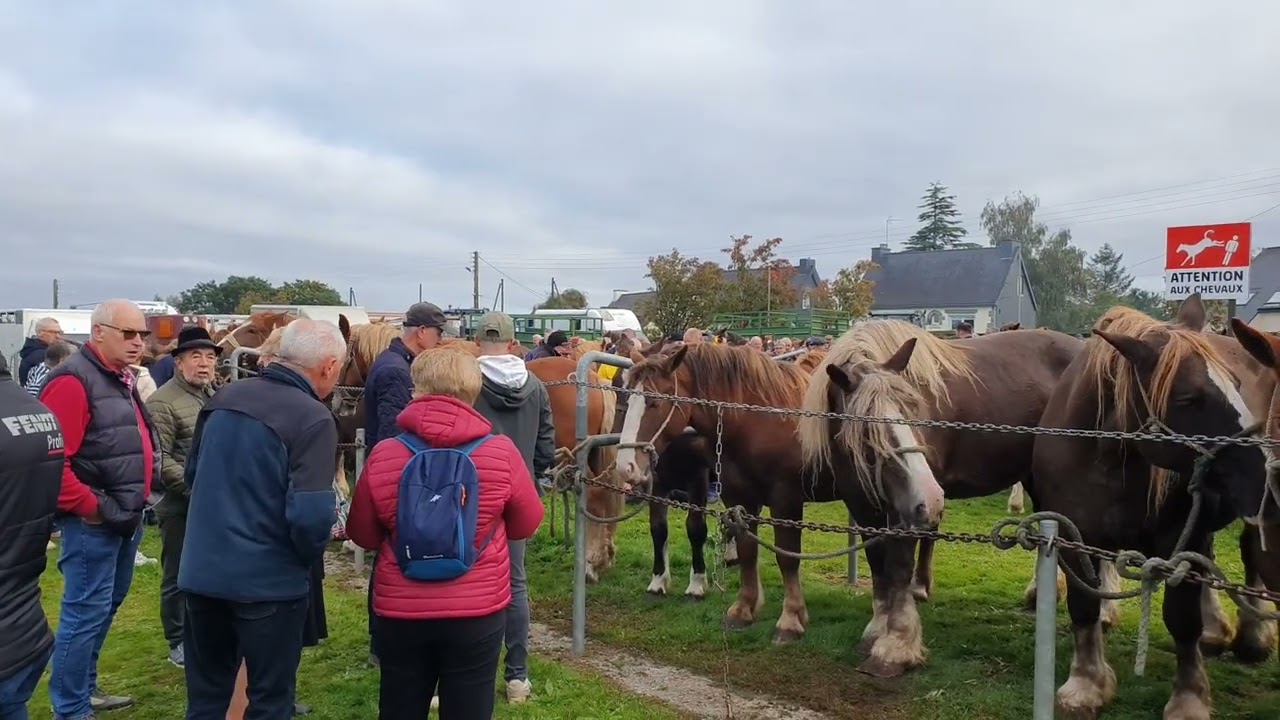 Foire aux poulains Plaintel 