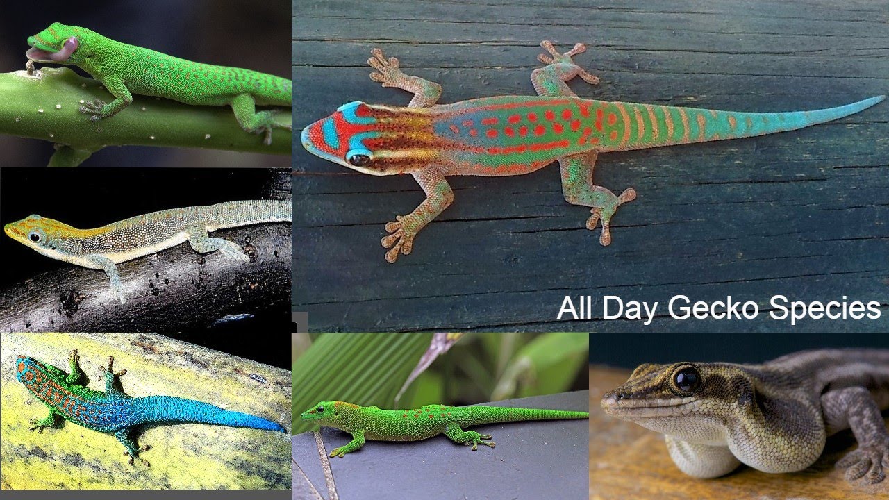 All Day Gecko Species / Types of day Gecko / day lizards / lizard species / Gecko species